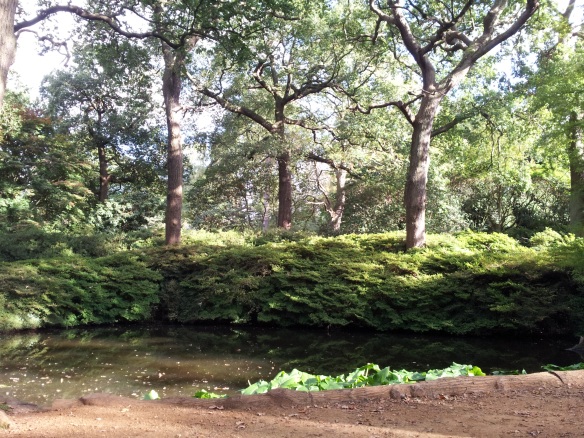 Pond in sun Isabella Plantation