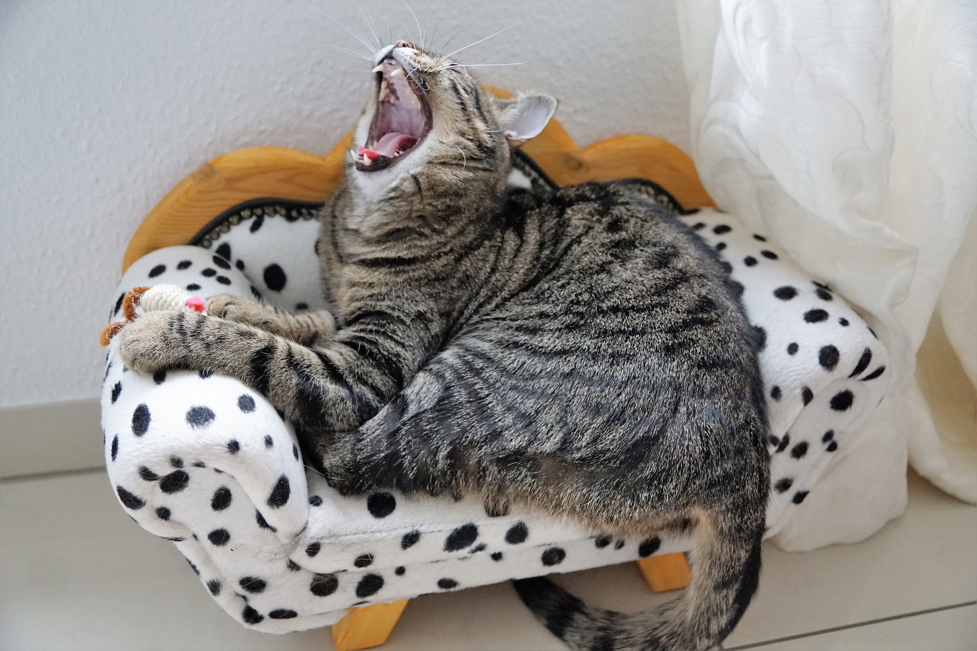 yelling cat sitting on a tiny polka dot sofa